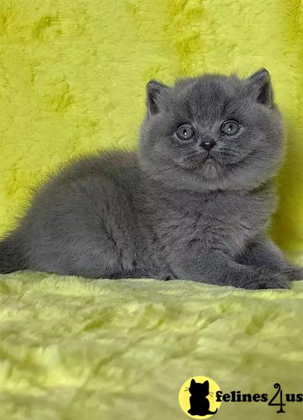 a british shorthair cat lying on a blanket