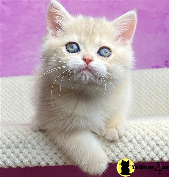 a british shorthair cat with blue eyes