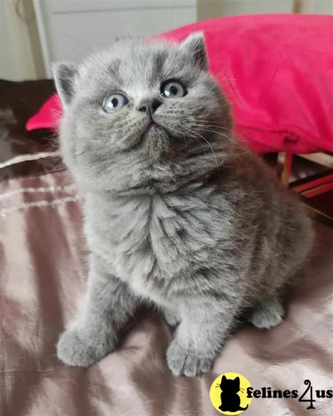 a british shorthair cat sitting on a chair