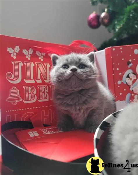 a british shorthair cat sitting in a box