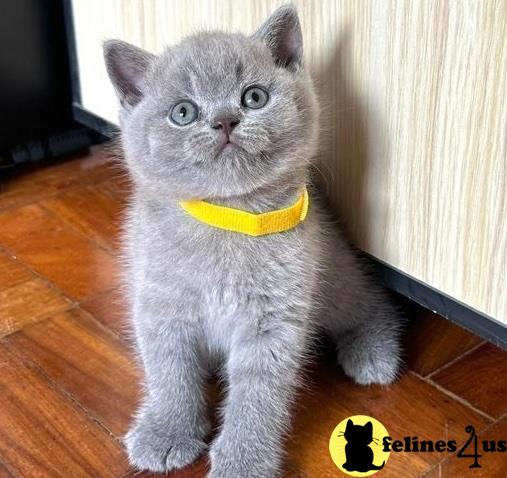 a british shorthair cat wearing a bow tie