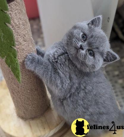 a grey british shorthair kitten on a tree stump