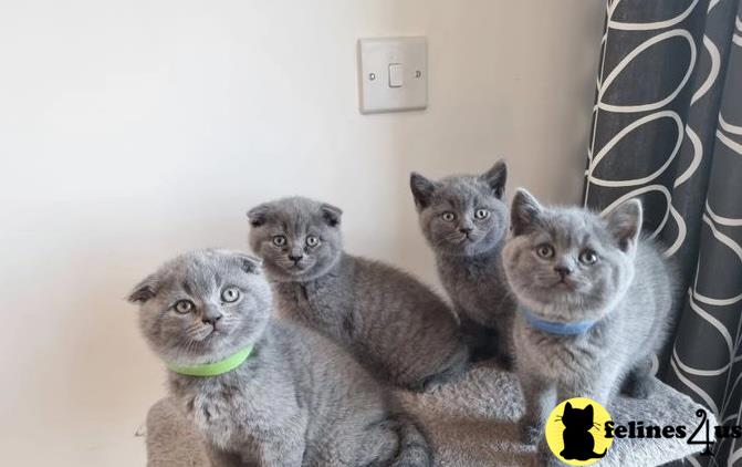 a group of british shorthair cats