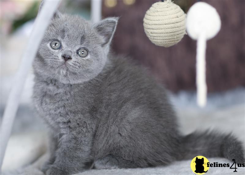 a british shorthair cat with a piece of food on its head