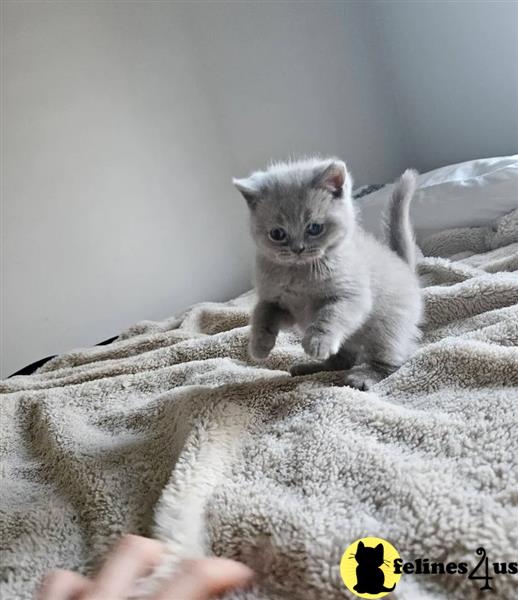 a british shorthair kitten on a blanket