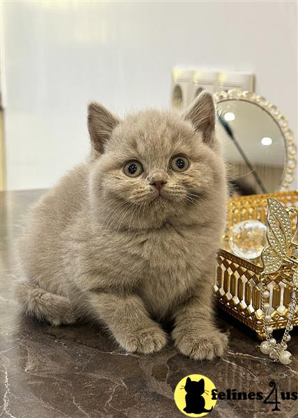 a british shorthair cat sitting on a table