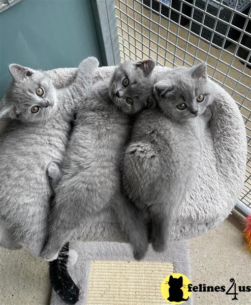 a group of british shorthair cats in a cage