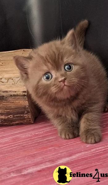 a british shorthair kitten with a butterfly on its head