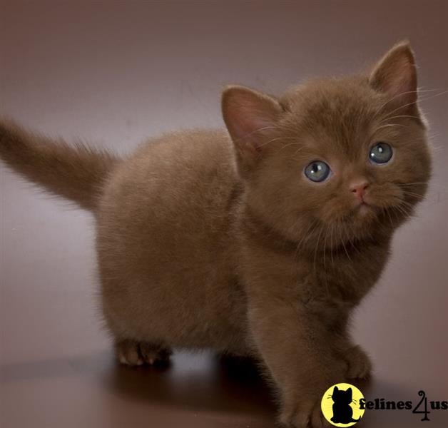 a british shorthair cat with a yellow tag