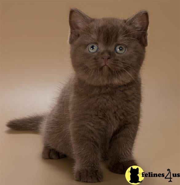 a british shorthair cat with blue eyes