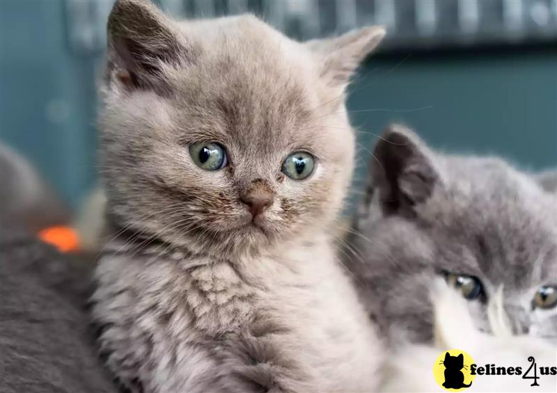 a couple of british shorthair british shorthair kittens