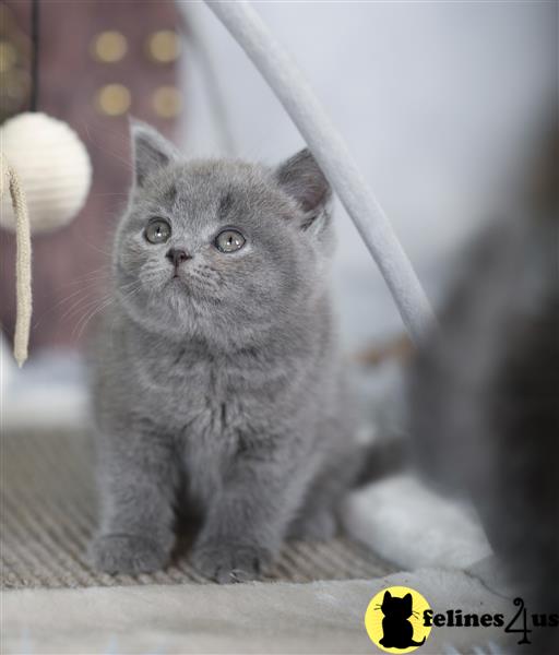 a british shorthair cat sitting on a chair