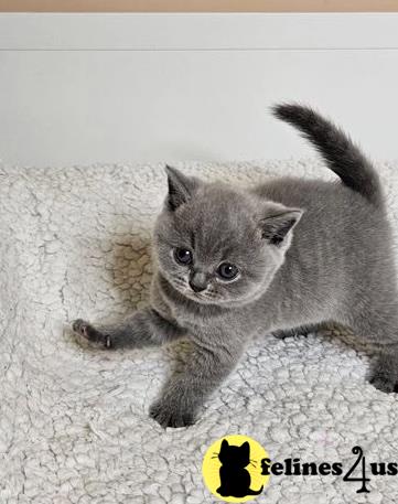 a british shorthair kitten lying on its back