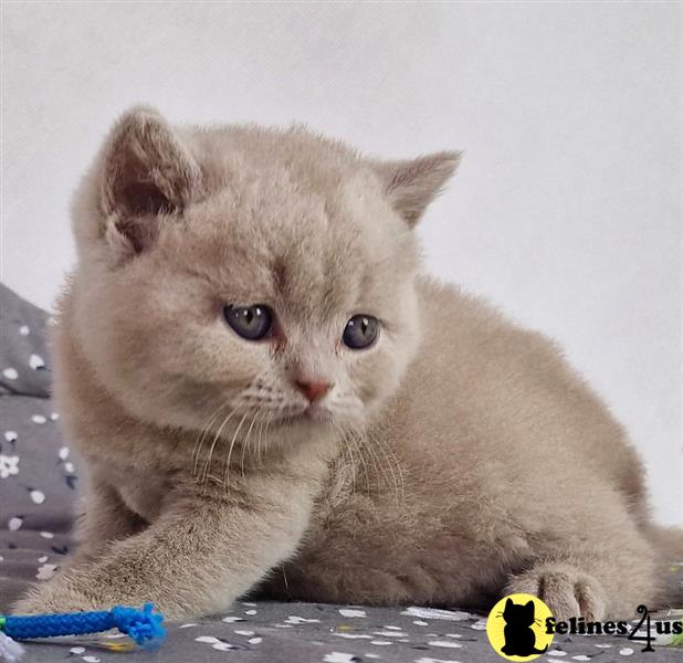 a british shorthair cat lying on a blanket