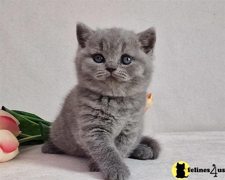 a british shorthair kitten sitting on the floor