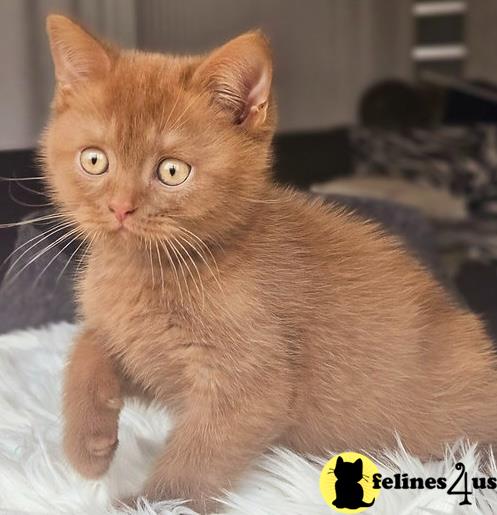 a british shorthair cat sitting on a bed