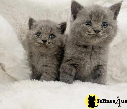 two british shorthair british shorthair kittens in the snow