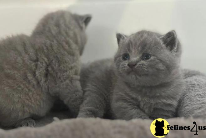 a couple of british shorthair british shorthair kittens