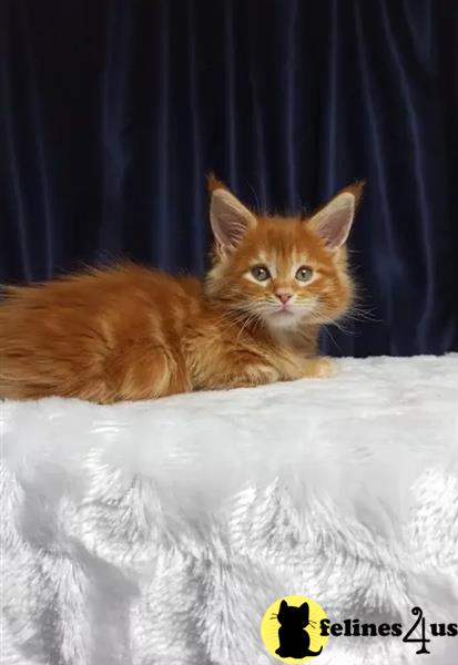 Maine Coon