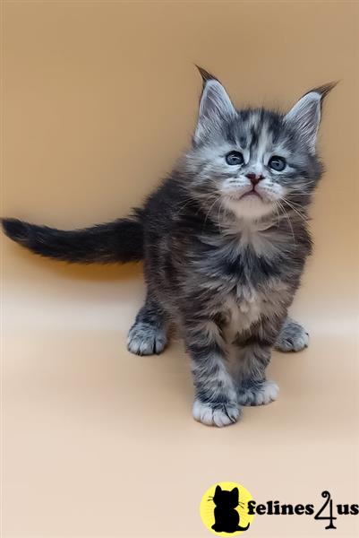 a maine coon cat sitting looking at the camera