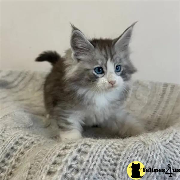 a maine coon cat sitting on a blanket