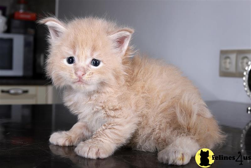 a maine coon kitten sitting on a table