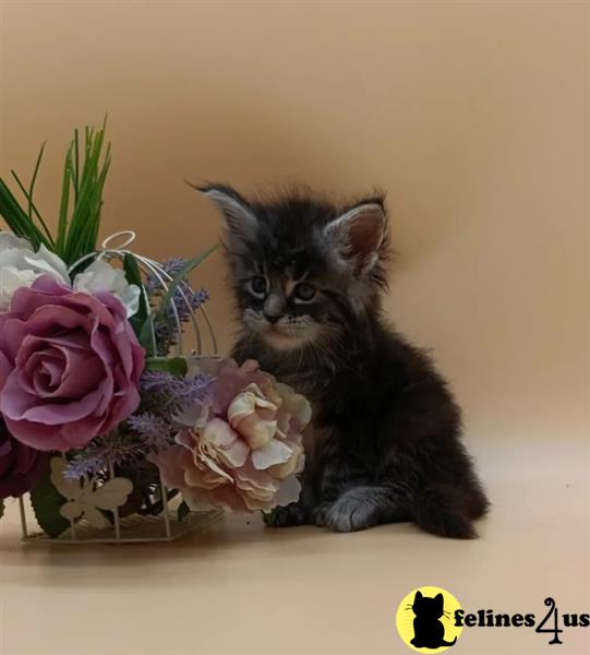 a maine coon cat sitting next to a bouquet of flowers