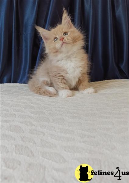 a maine coon cat sitting on a couch