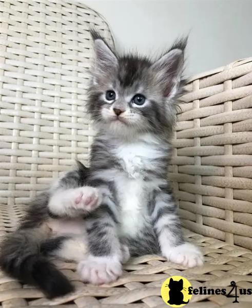 a maine coon kitten sitting on a chair