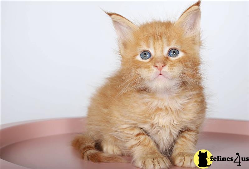 a maine coon kitten sitting on a table