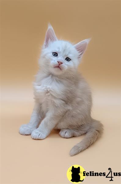 a maine coon kitten sitting on the floor