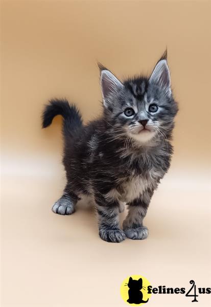 Maine Coon