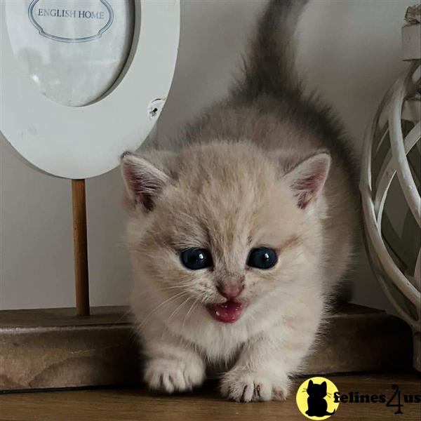 a munchkin kitten with its mouth open