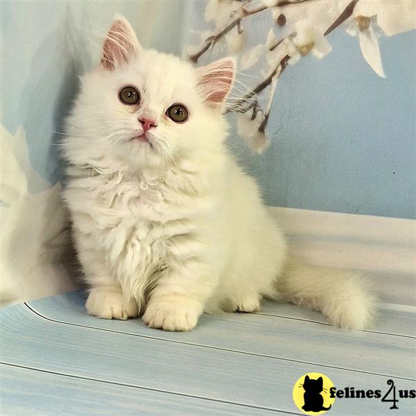 a munchkin cat sitting on a ledge