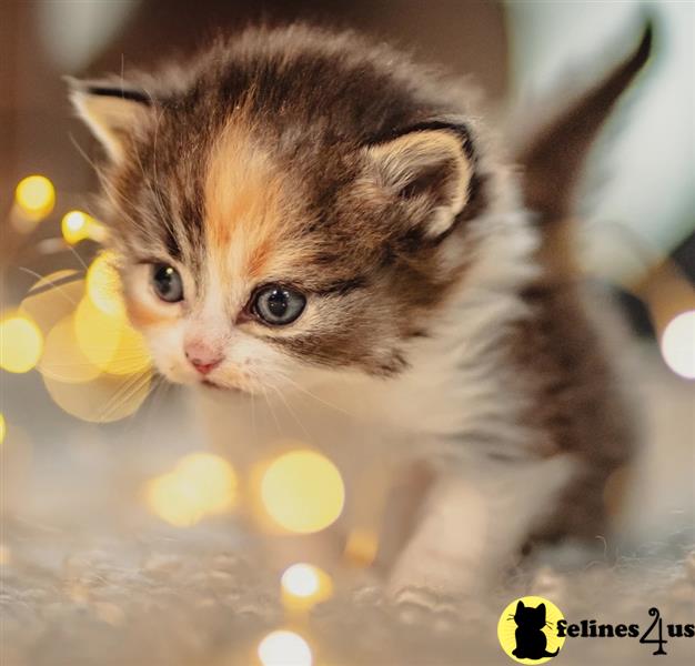 a munchkin kitten walking on a carpet