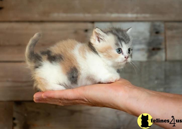 Interesting Munchkins Kittens