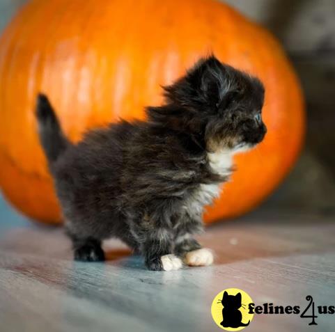 Beautiful Munchkin kittens Vaccinated