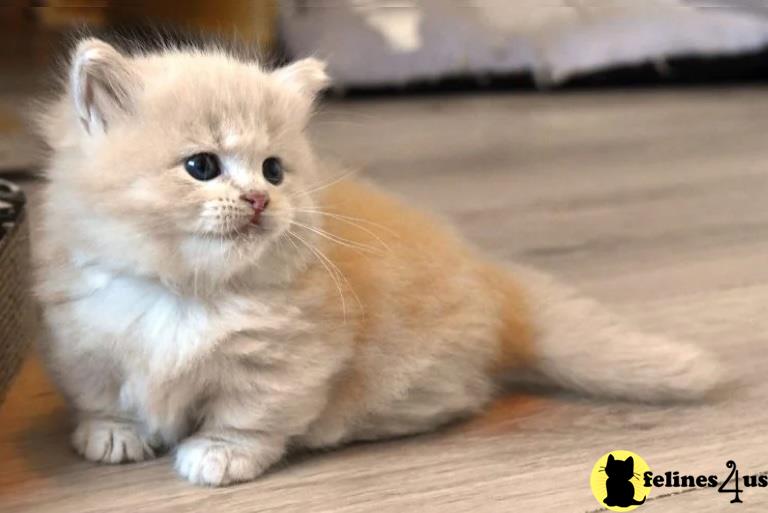 Wonderful Munchkins Kittens
