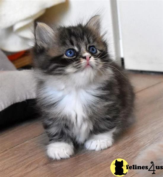 Determined Encouragement Munchkins Kittens