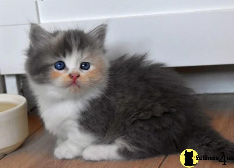 Favourable Munchkins Kittens