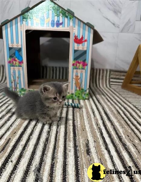 Vaccinated Munchkins kittens