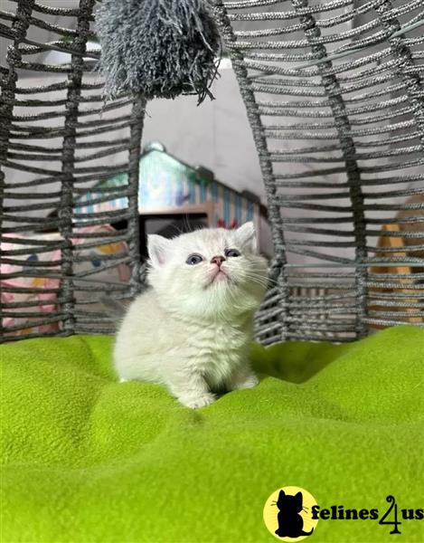 a white munchkin cat with its paws up
