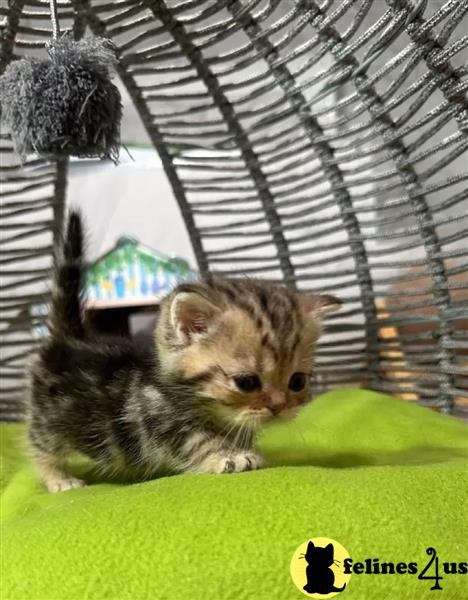 Microchiped Munchkins kittens