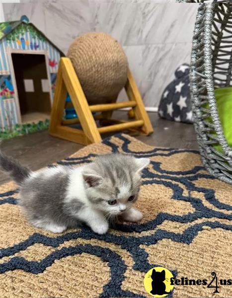 GCCF Munchkin kittens boy READY TO NEW HOME