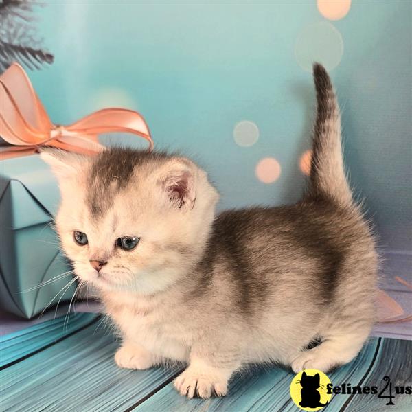 a munchkin kitten on a table