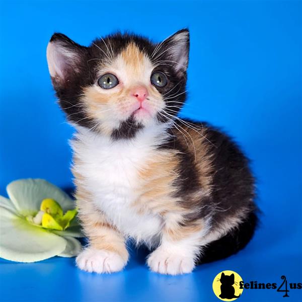 a munchkin cat sitting on a blue surface