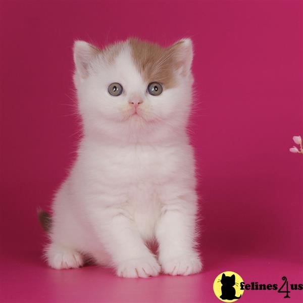 a white munchkin cat with a pink background