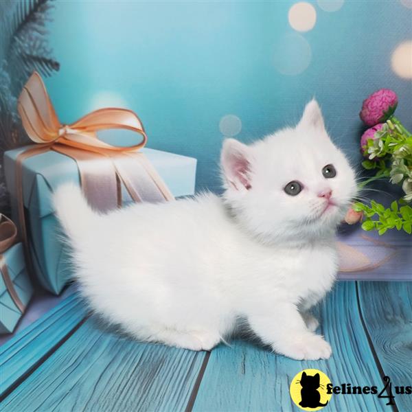 a white munchkin cat sitting on a chair