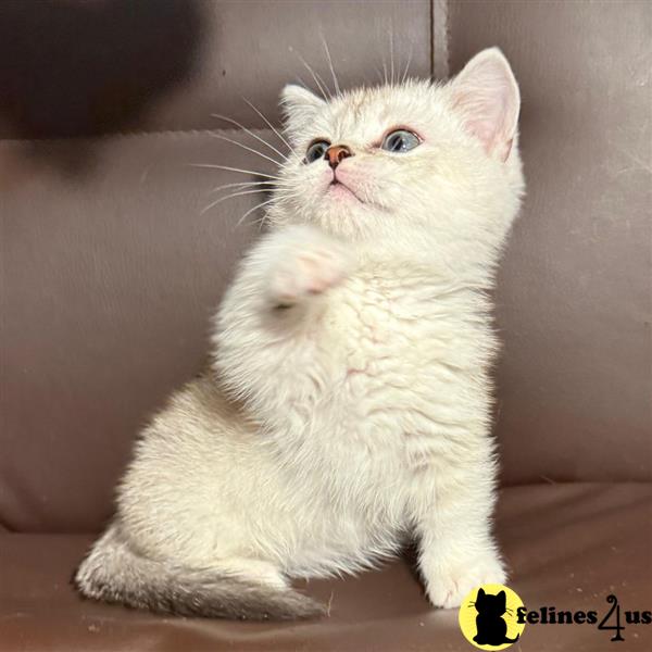 a munchkin cat with its paw on its face