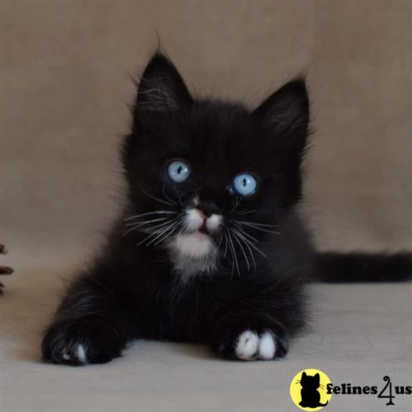 a black munchkin cat with blue eyes